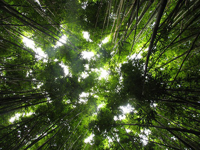 Τα μυστικά του μπαμπού!